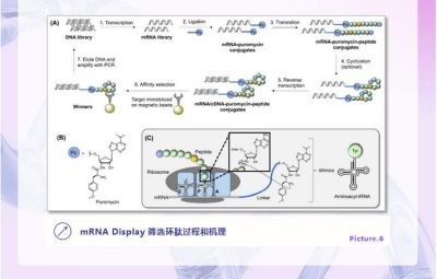 技术分享|解析环肽药物的筛选与合成